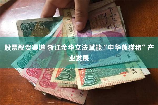 股票配资渠道 浙江金华立法赋能“中华熊猫猪”产业发展